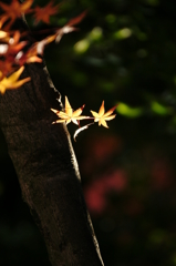 ２０１３　紅葉２２