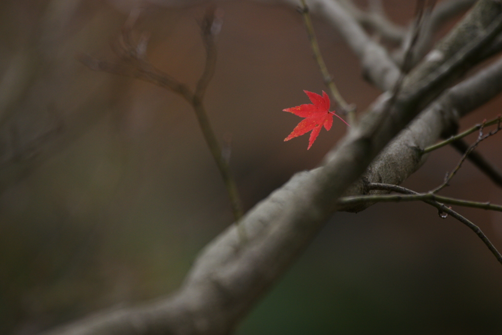 2016　 紅葉１６