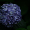 紫陽花DSC00310