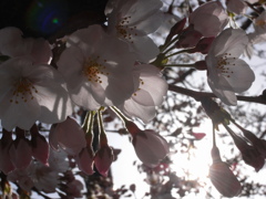 2012 桜 #1
