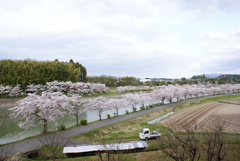 桜　DSC02482