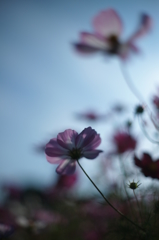 ２０１４　コスモス４