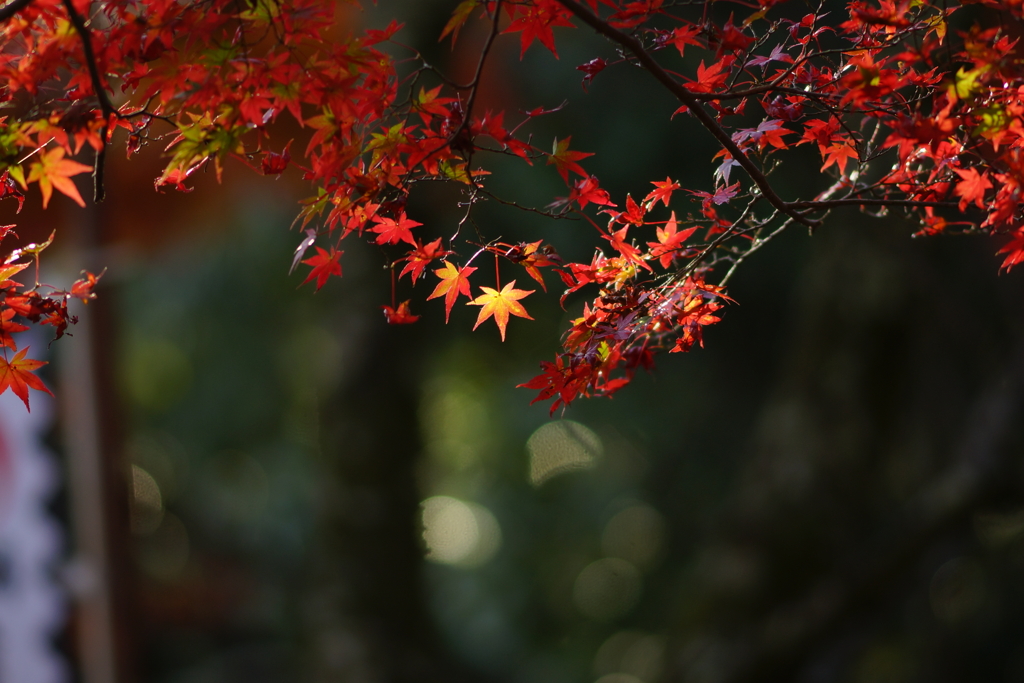 紅葉　DSC00920