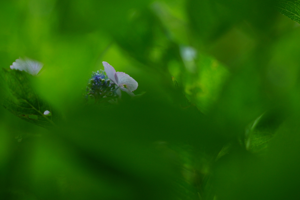 紫陽花　DSC01717