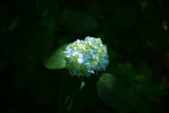 あじさい　１