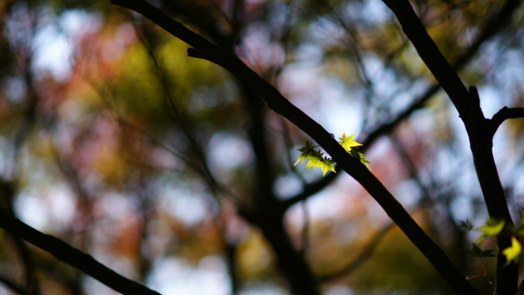 紅葉　DSC07290