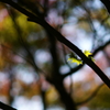 紅葉　DSC07290