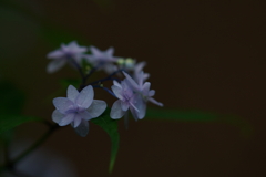 紫陽花DSC00279