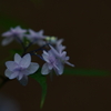 紫陽花DSC00279
