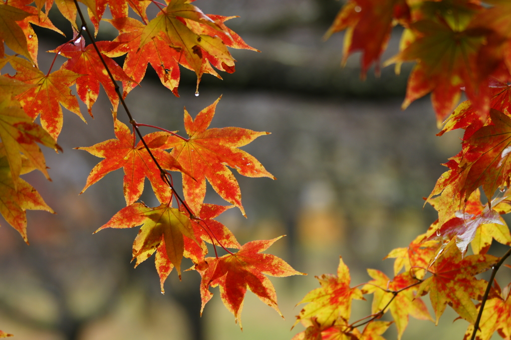 ２０１３　紅葉１４