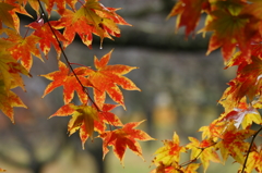 ２０１３　紅葉１４