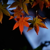 紅葉 DSC01624