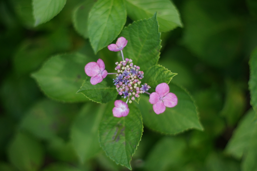 紫陽花DSC00808