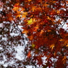 紅葉　DSC01450