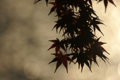 ２０１２　京都　龍安寺２