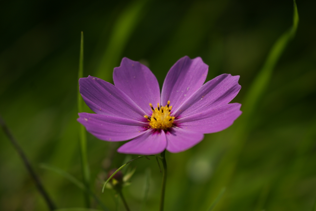 ２０１４　コスモス５