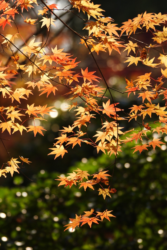 龍安寺２