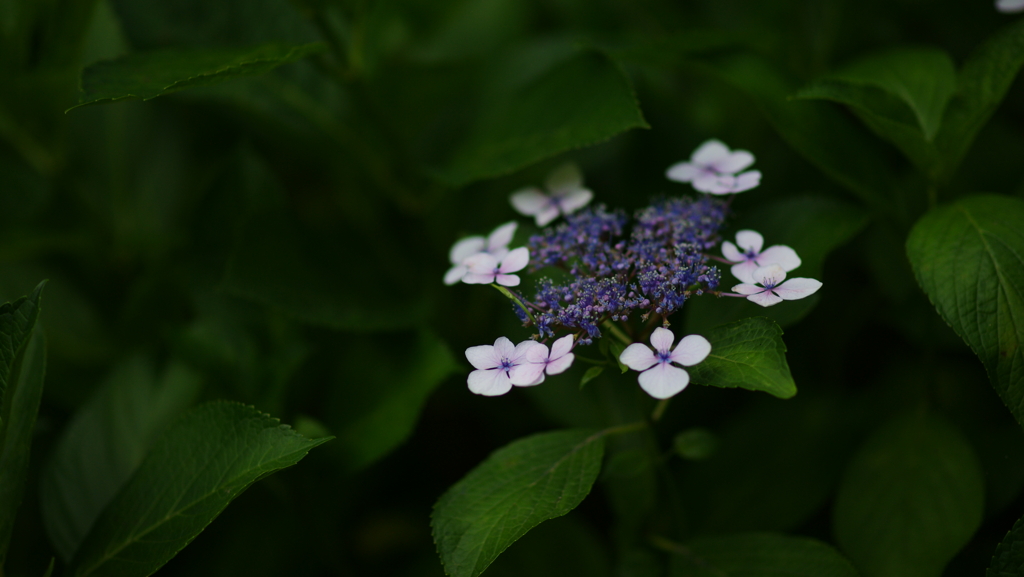 紫陽花　DSC06734