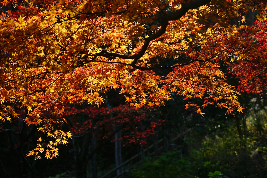 紅葉　DSC07249