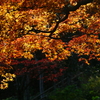紅葉　DSC07249