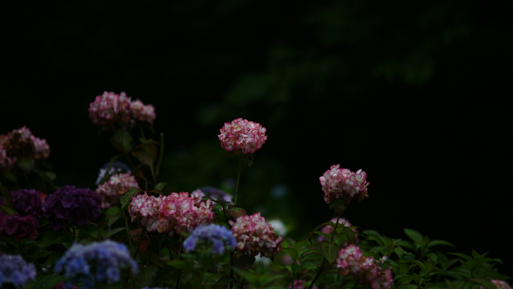 紫陽花　DSC06829