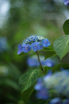 紫陽花DSC00579