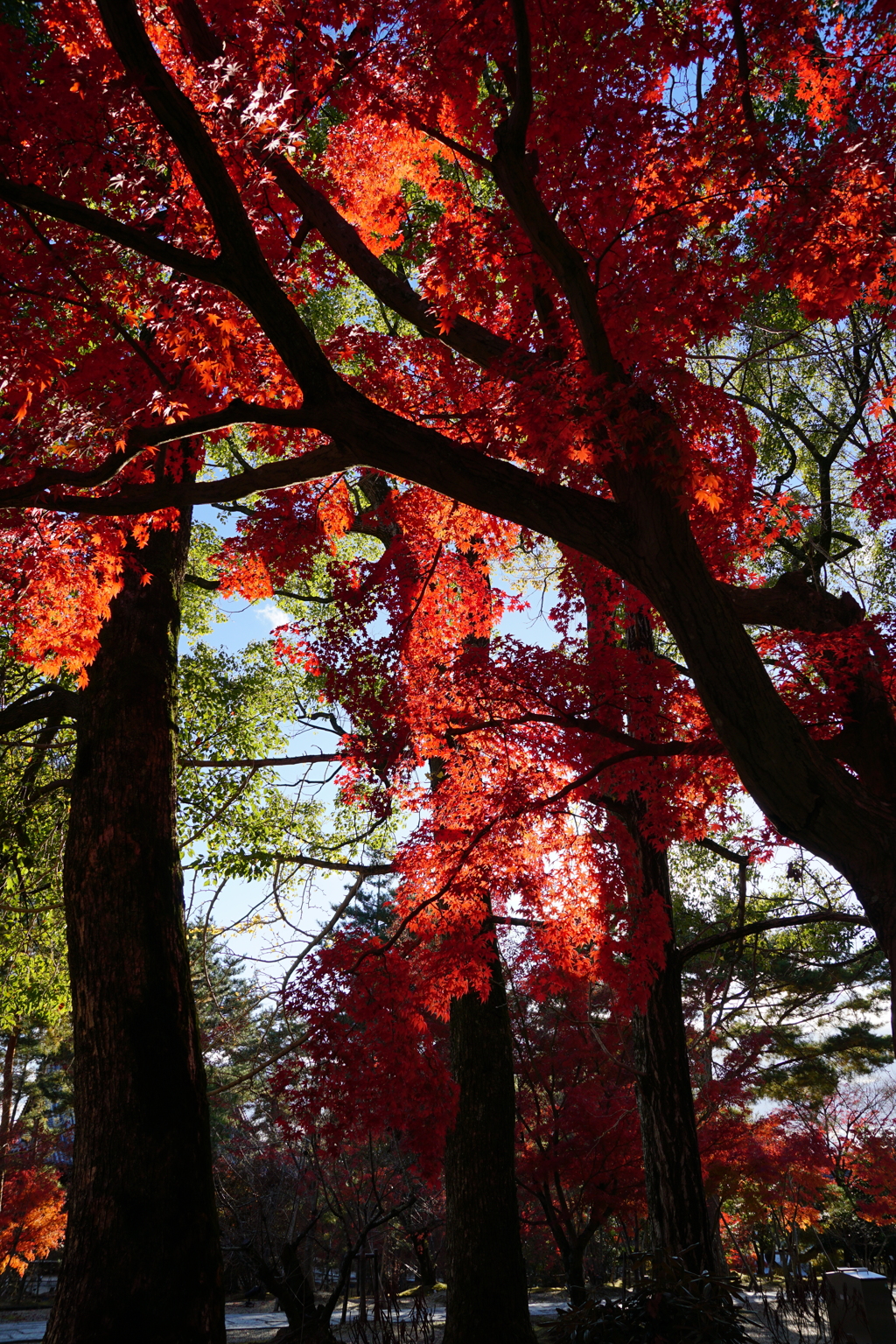 紅葉　DSC01398