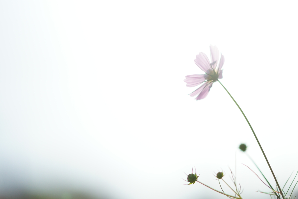 秋桜 DSC03356