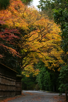 紅葉　DSC05910