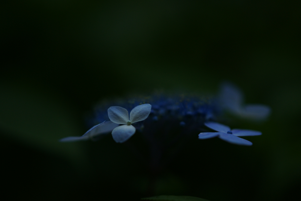 紫陽花 DSC03247