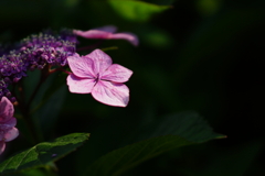 紫陽花　DSC01613