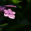 紫陽花　DSC01613