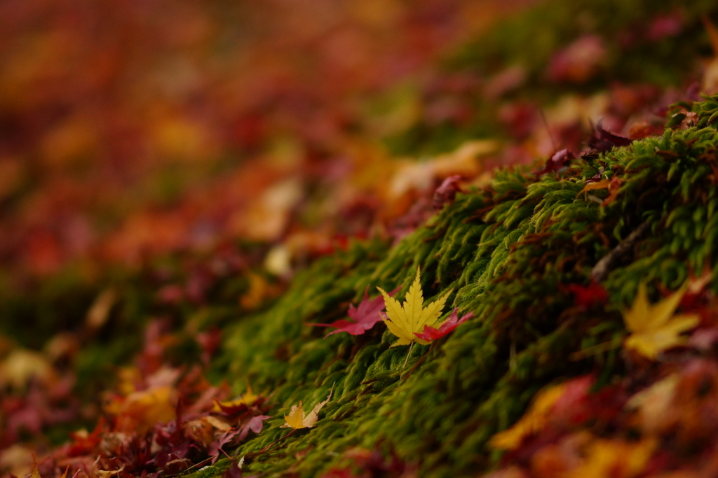 紅葉　DSC02453