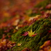 紅葉　DSC02453