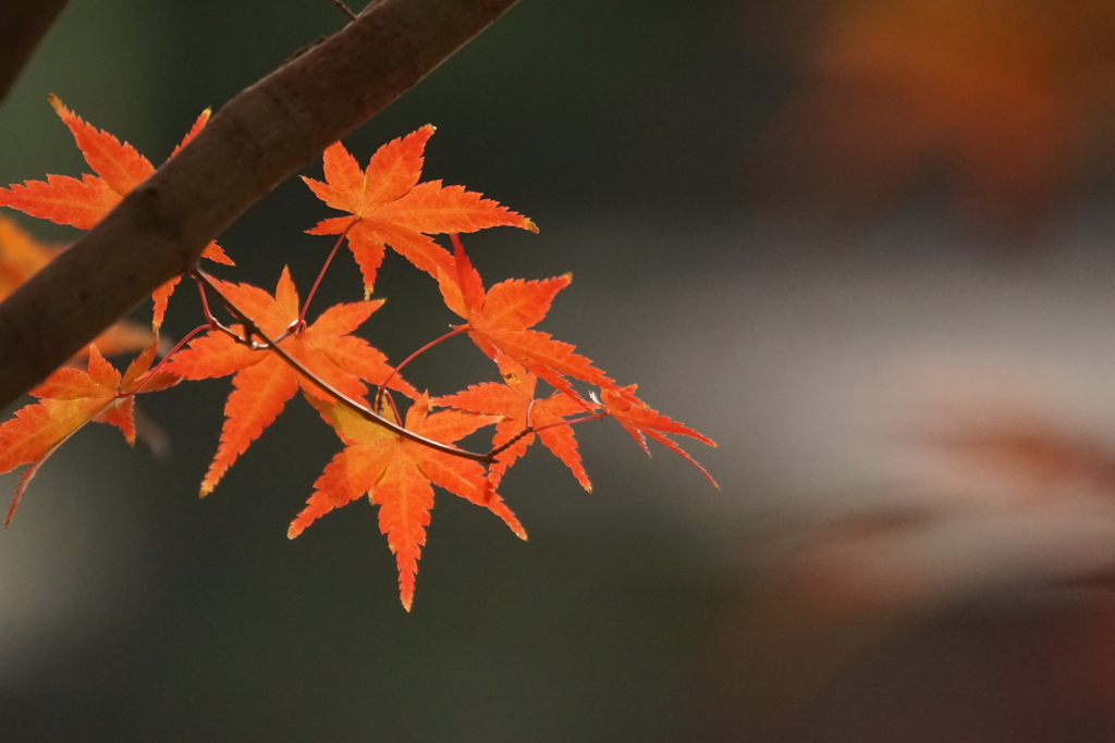 紅葉８