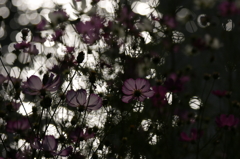 秋　コスモス　２０１３