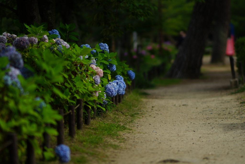 紫陽花　DSC01565