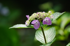 紫陽花　DSC02238