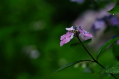 紫陽花　DSC01704