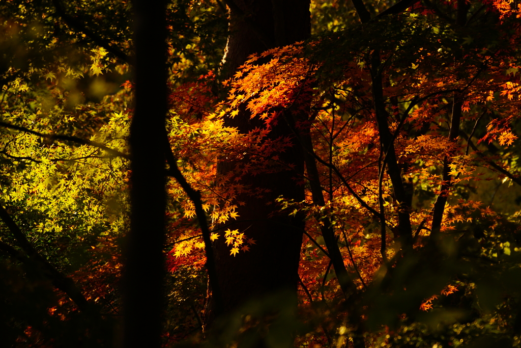 紅葉　DSC09986