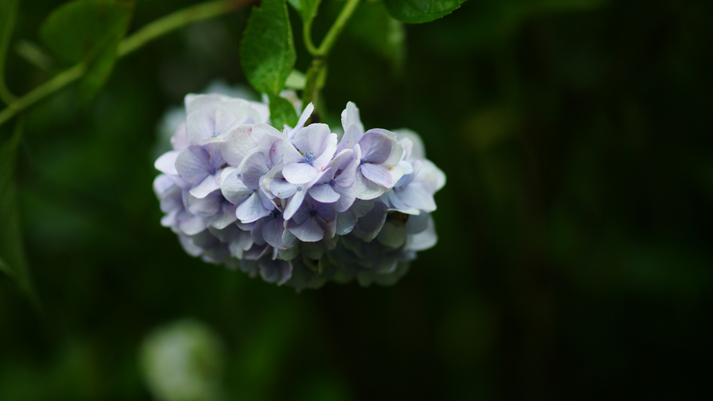 紫陽花　DSC06887
