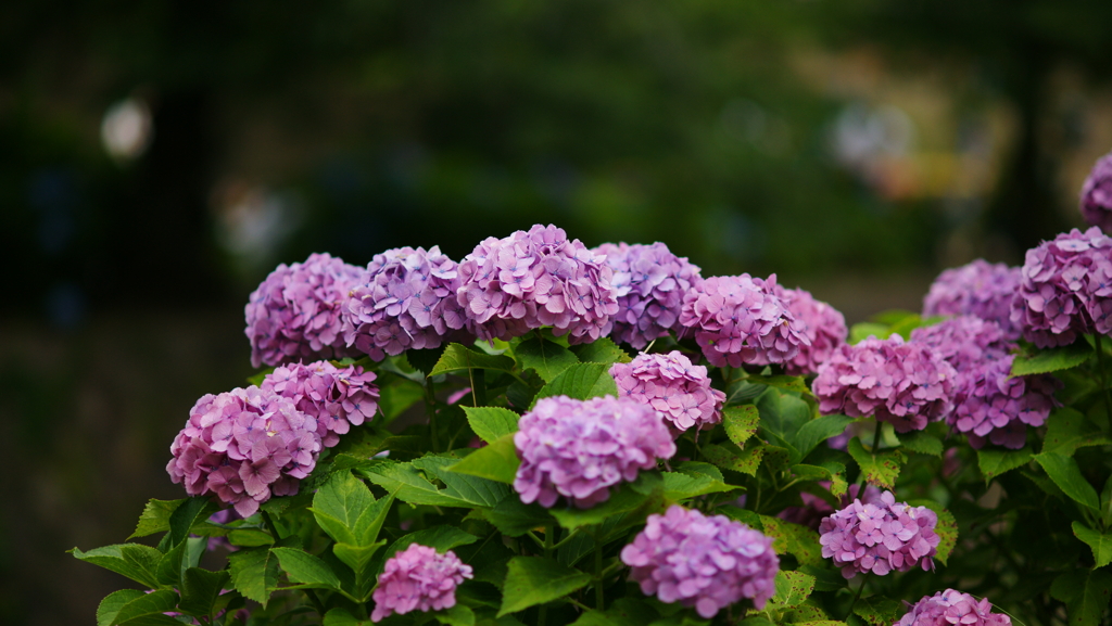 紫陽花　DSC06703