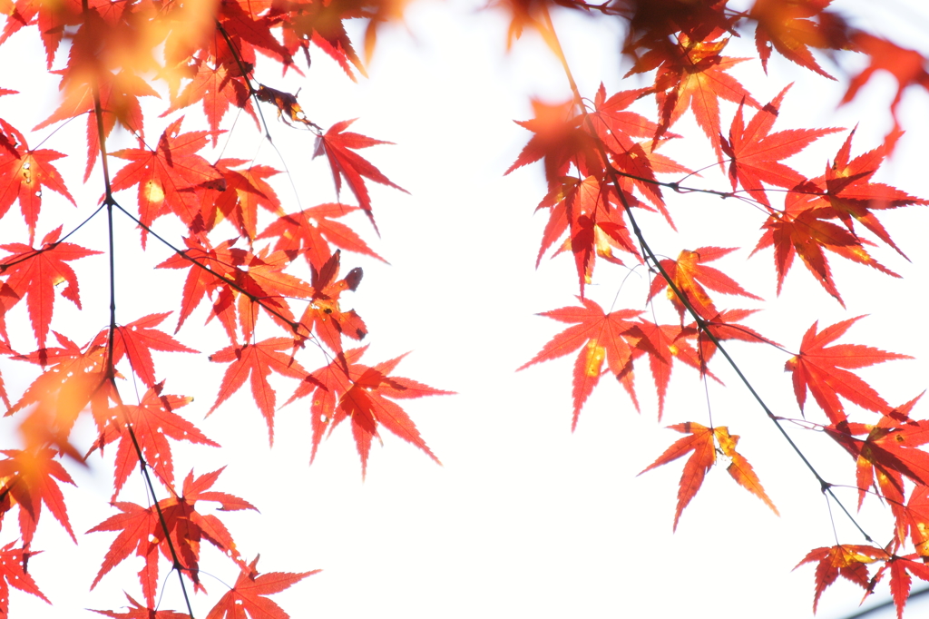 ２０１４　紅葉　４