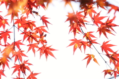 ２０１４　紅葉　４