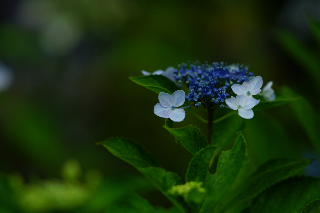 紫陽花　DSC01809