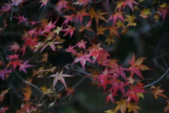 紅葉　DSC06875