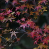 紅葉　DSC06875