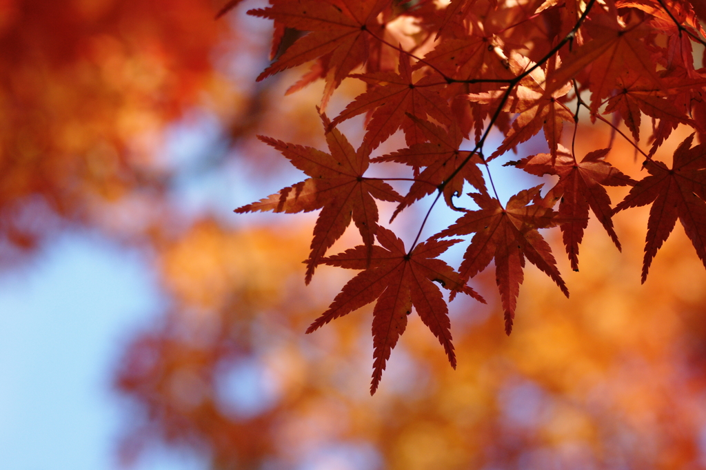 ２０１３　紅葉２１