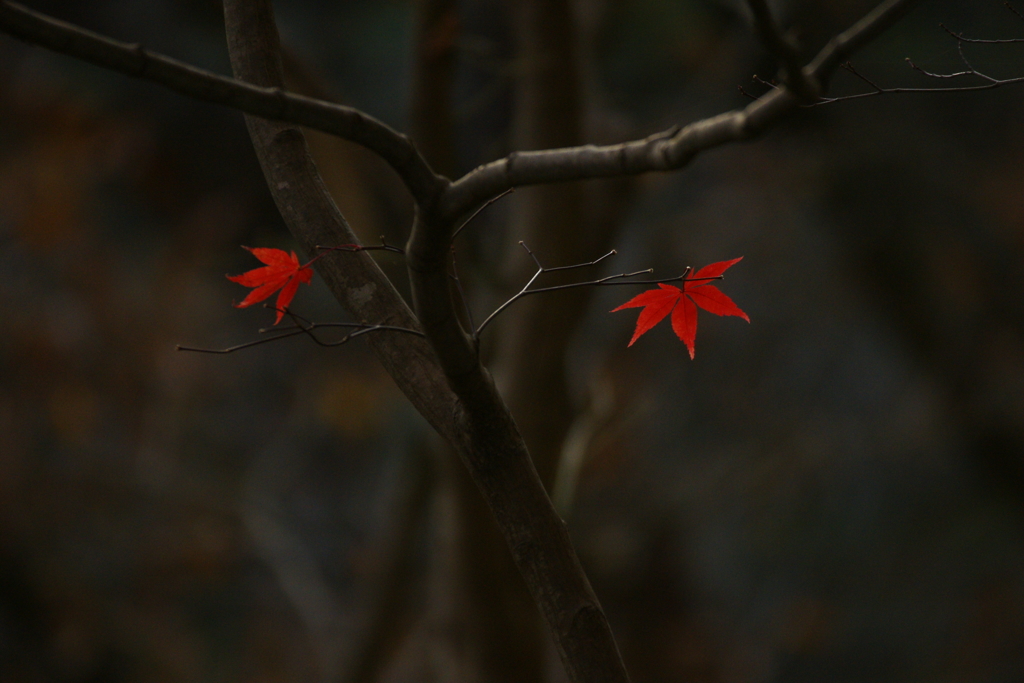 2016　紅葉７
