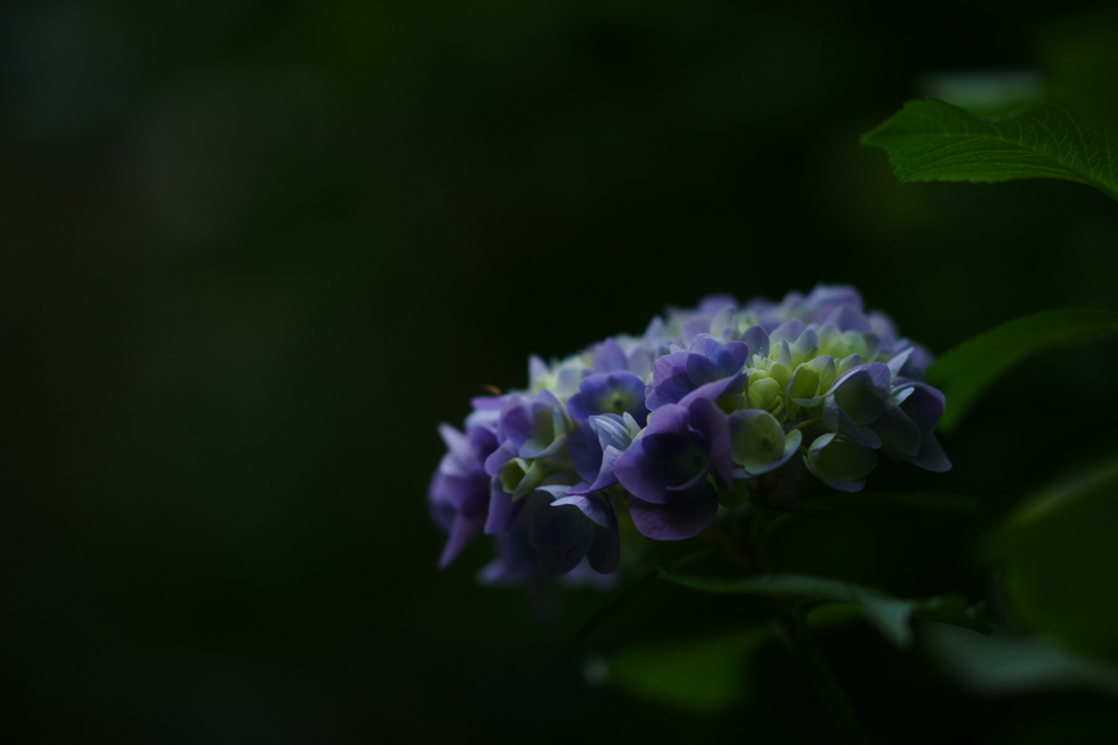 紫陽花 DSC03209